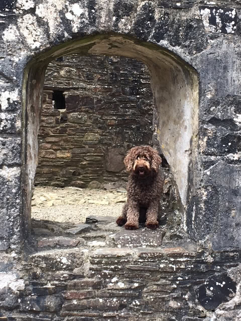 A picture of Bertie the dog sitting in a castle.